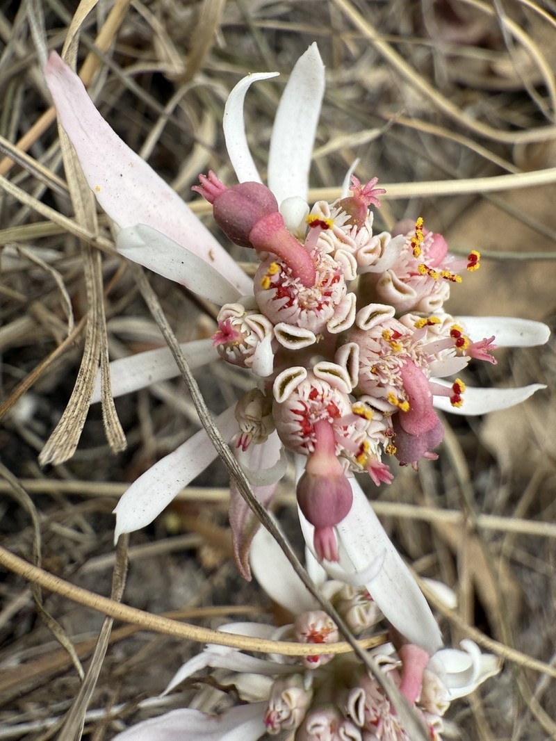 Sun Spurge photo 4