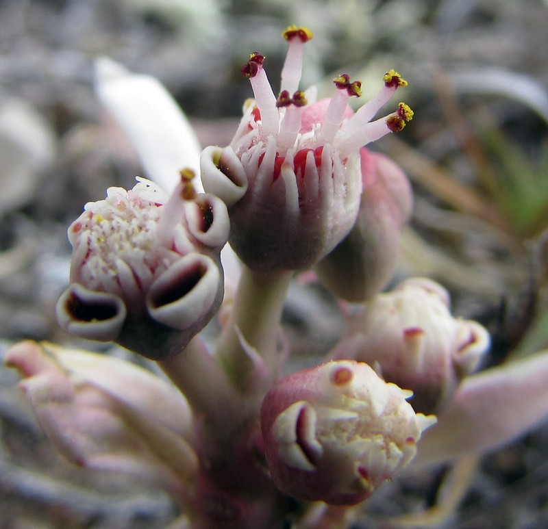 Sun Spurge photo 5