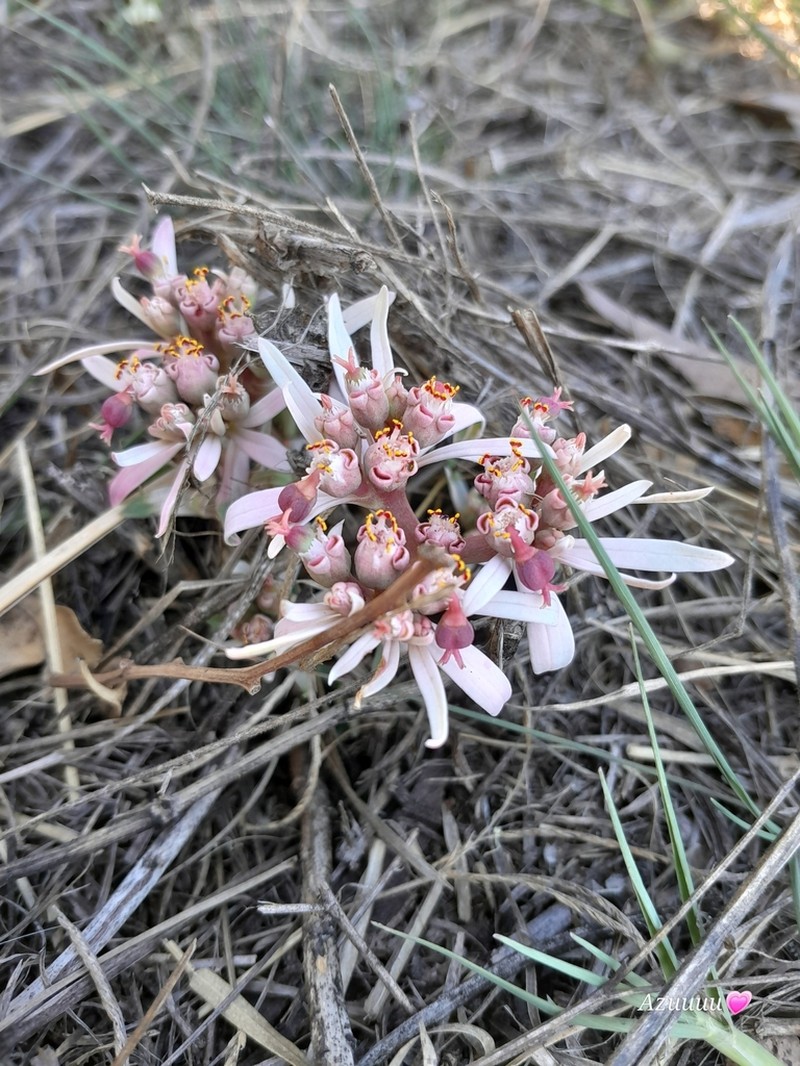 Sun Spurge photo 6