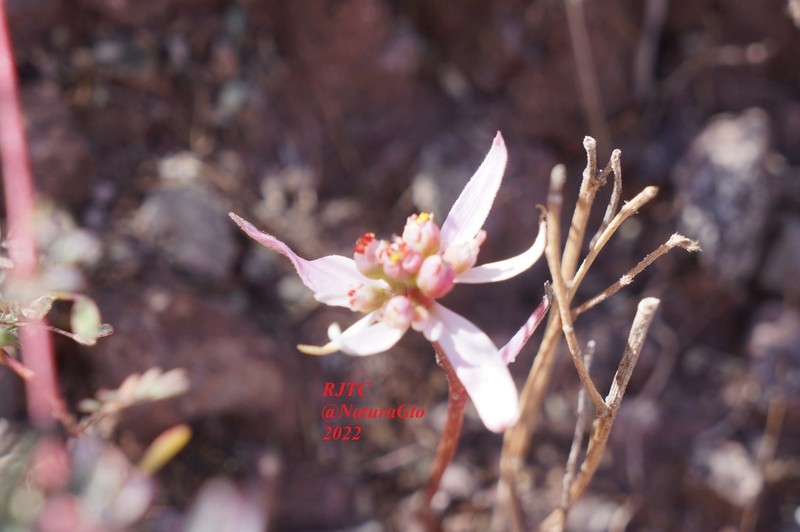 Sun Spurge photo 8