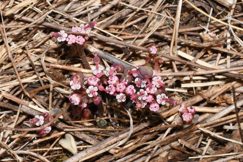 Euphorbia radians var. stormiae