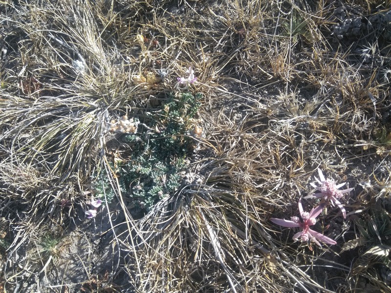 Euphorbia radians var. stormiae photo 2