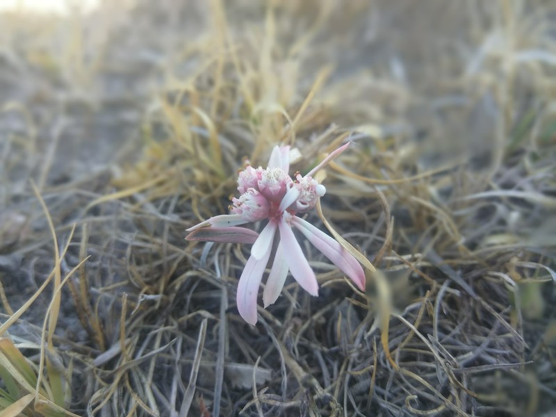 Euphorbia radians var. stormiae photo 3