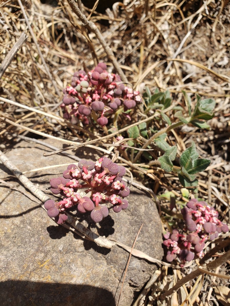 Euphorbia radians var. stormiae photo 4
