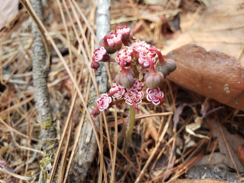 Euphorbia radians var. stormiae photo 5