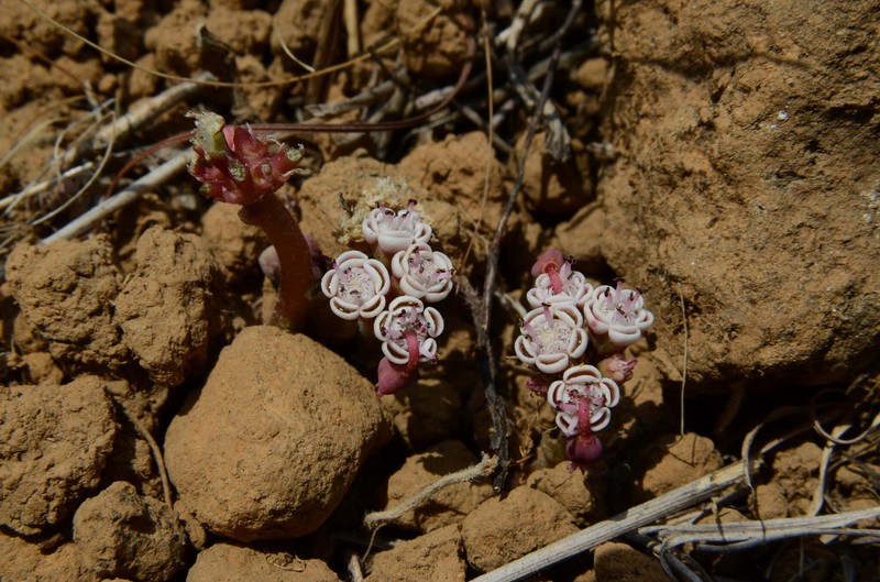 Euphorbia radians var. stormiae photo 6