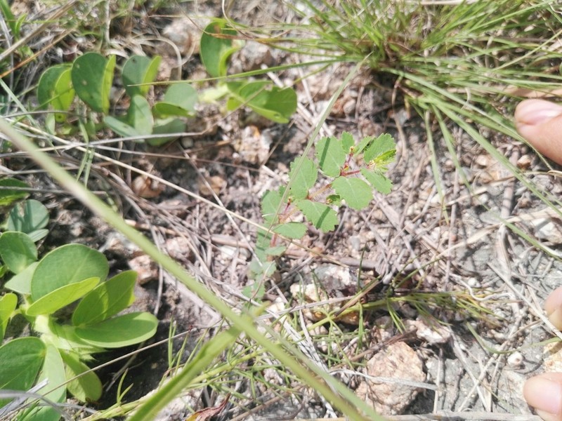 Euphorbia radioloides