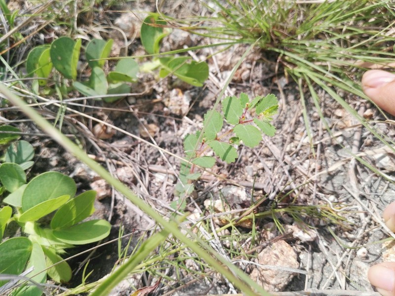 Euphorbia radioloides photo 2