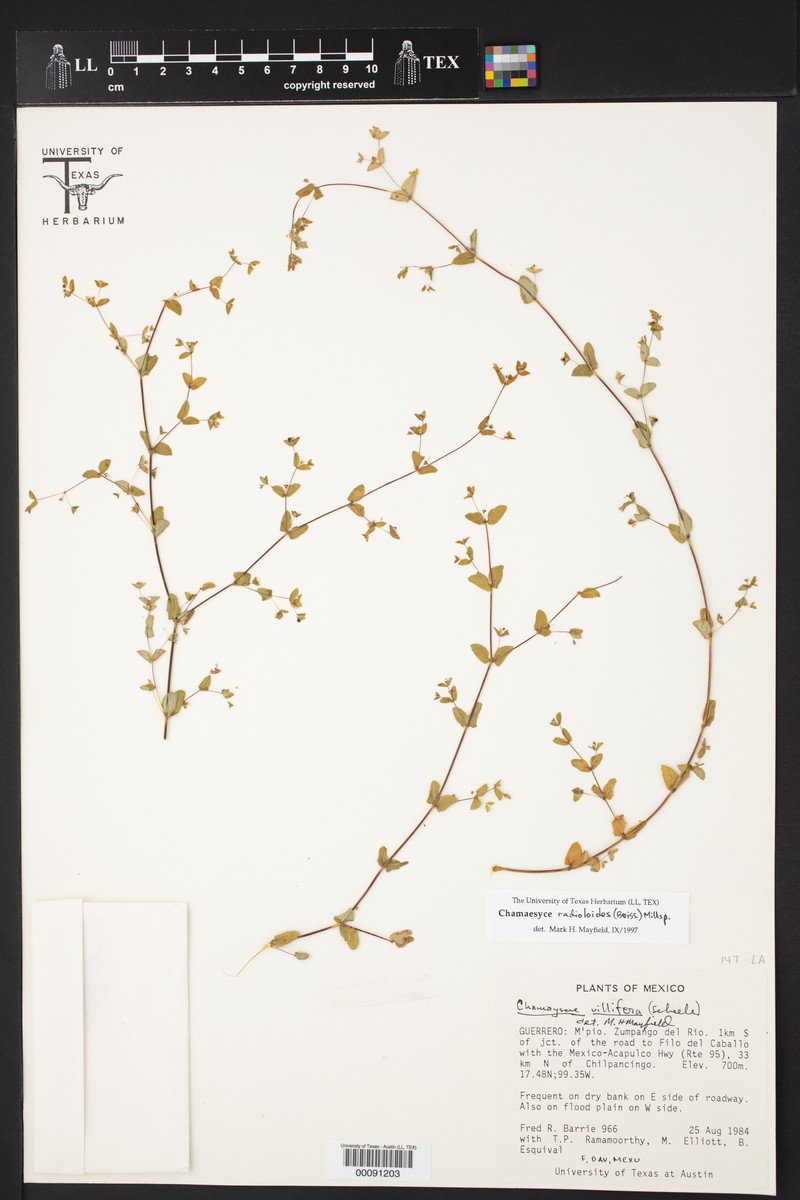 Euphorbia radioloides photo 3