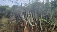 Euphorbia radyeri