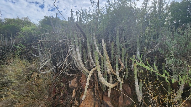 Euphorbia radyeri
