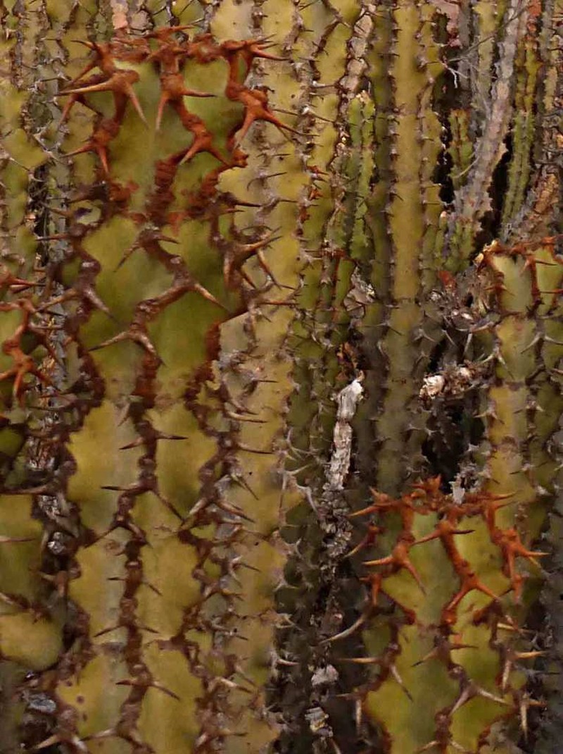 Euphorbia radyeri photo 2