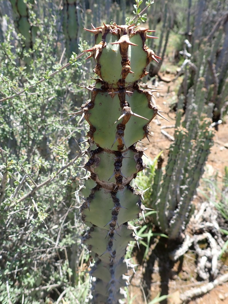 Euphorbia radyeri photo 3