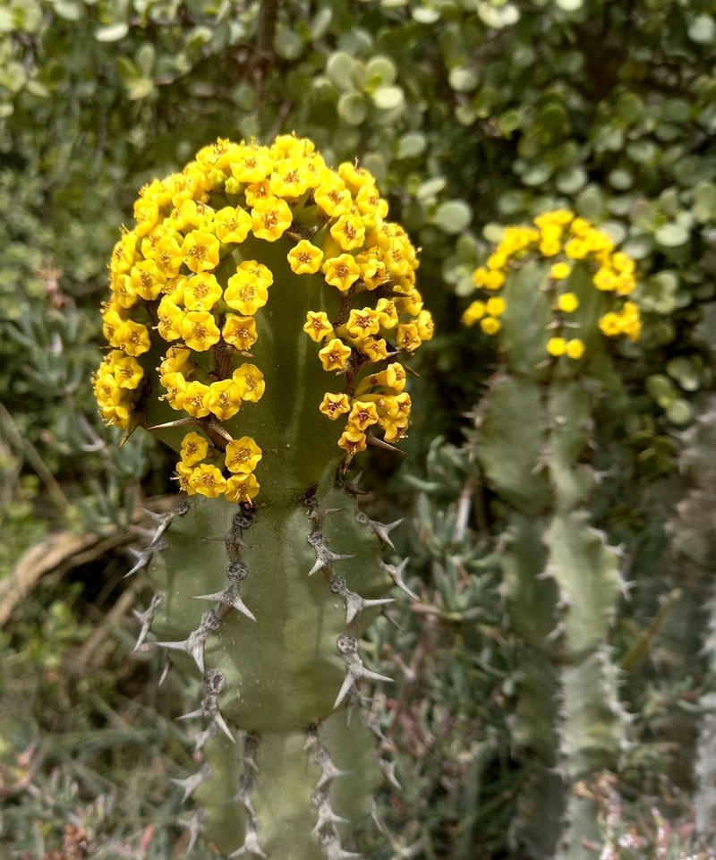Euphorbia radyeri photo 4