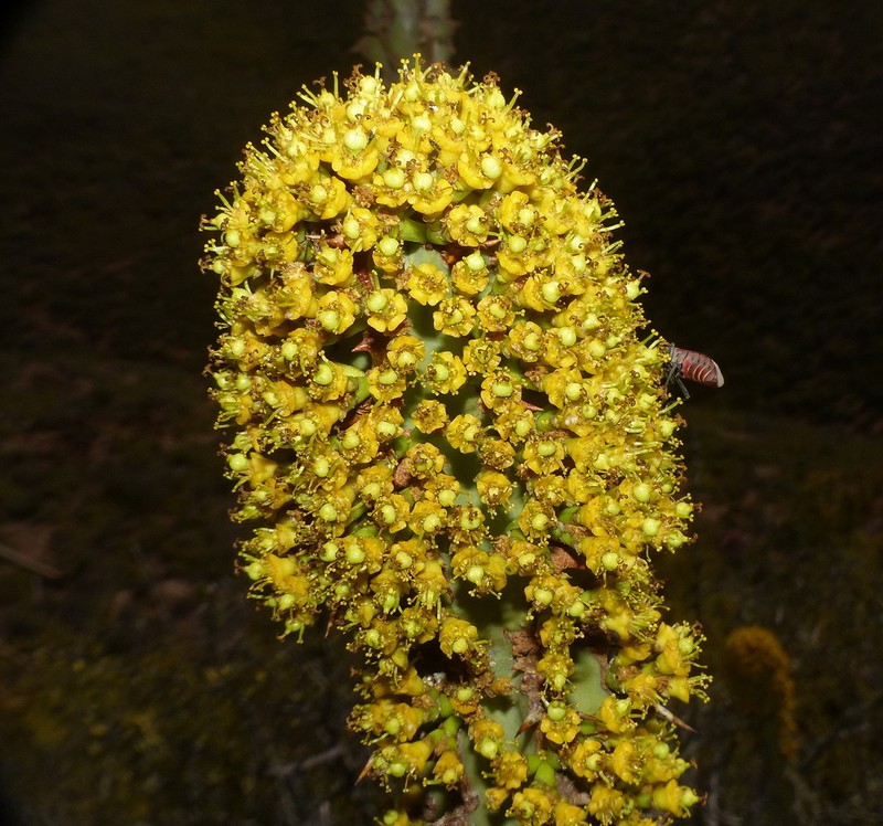 Euphorbia radyeri photo 5