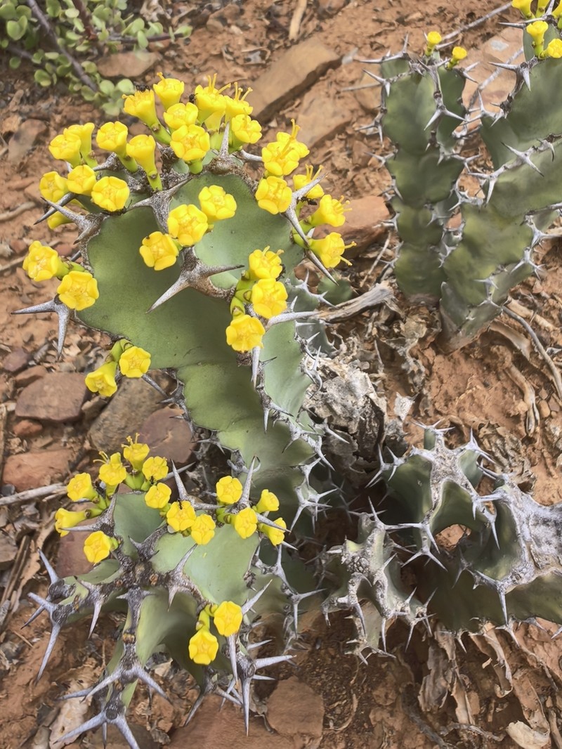 Euphorbia radyeri photo 6