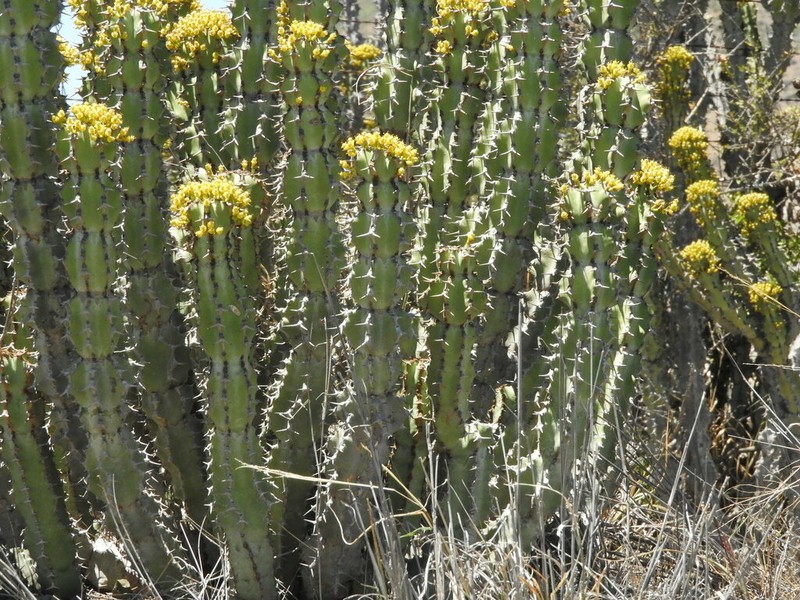 Euphorbia radyeri photo 7