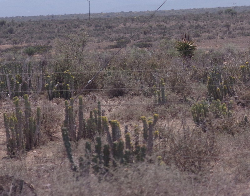 Euphorbia radyeri photo 8