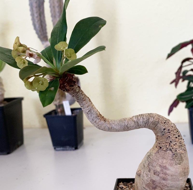 Euphorbia ramena