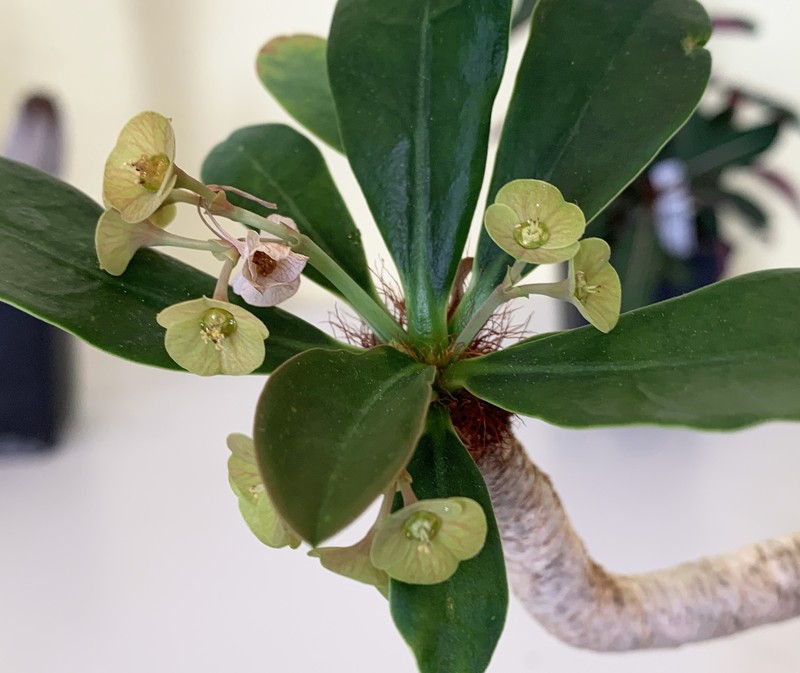 Euphorbia ramena photo 2