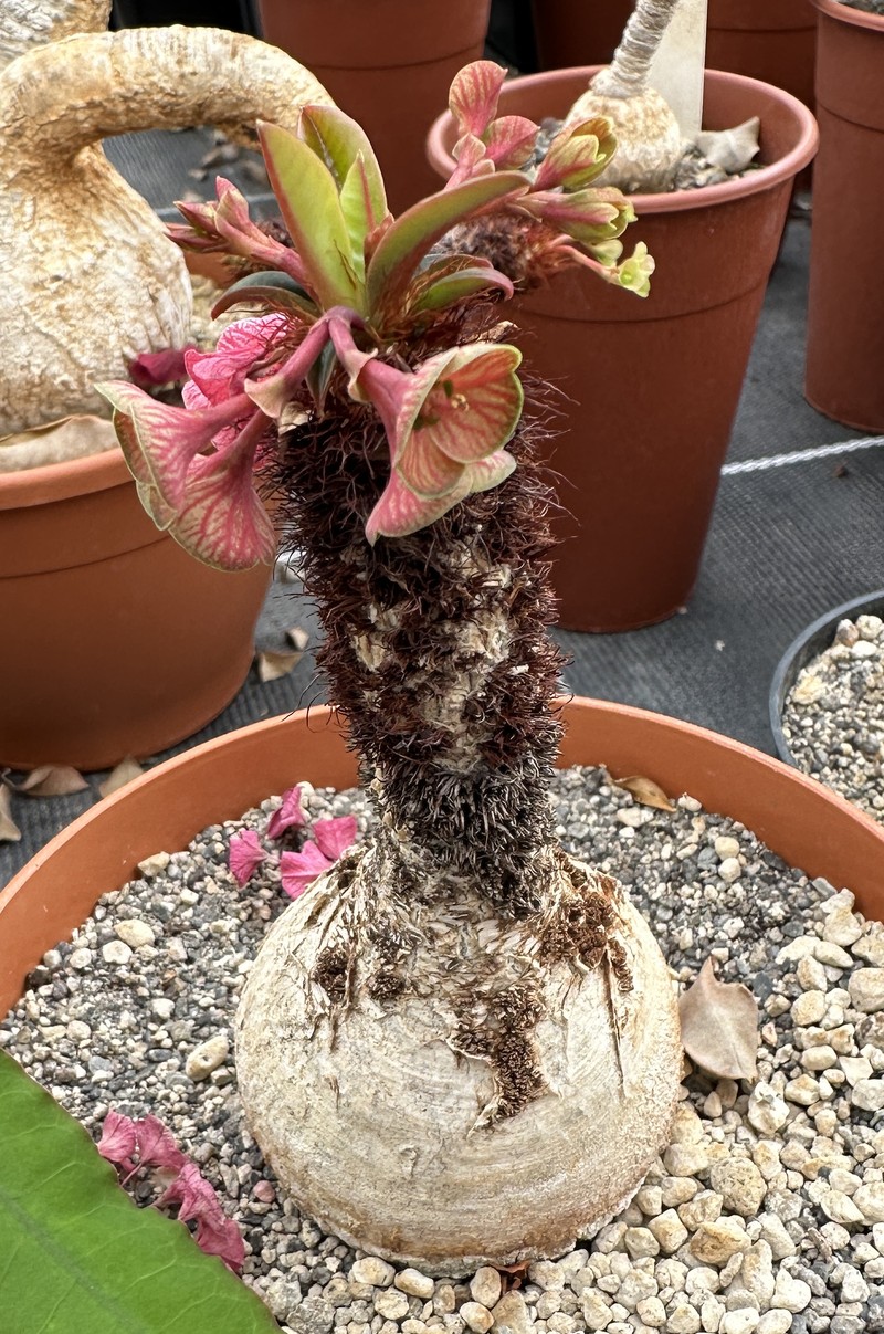 Euphorbia ramena photo 3