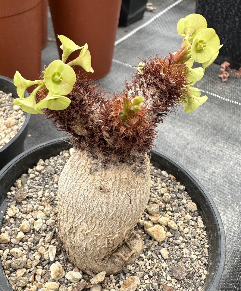 Euphorbia ramena photo 4