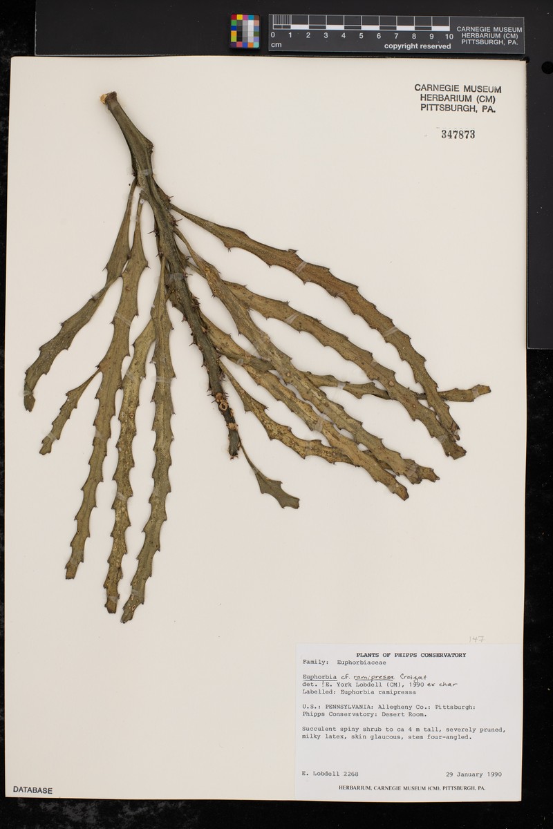 Euphorbia ramipressa photo 2
