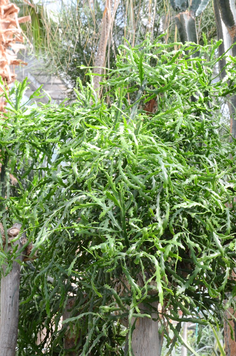 Euphorbia ramipressa