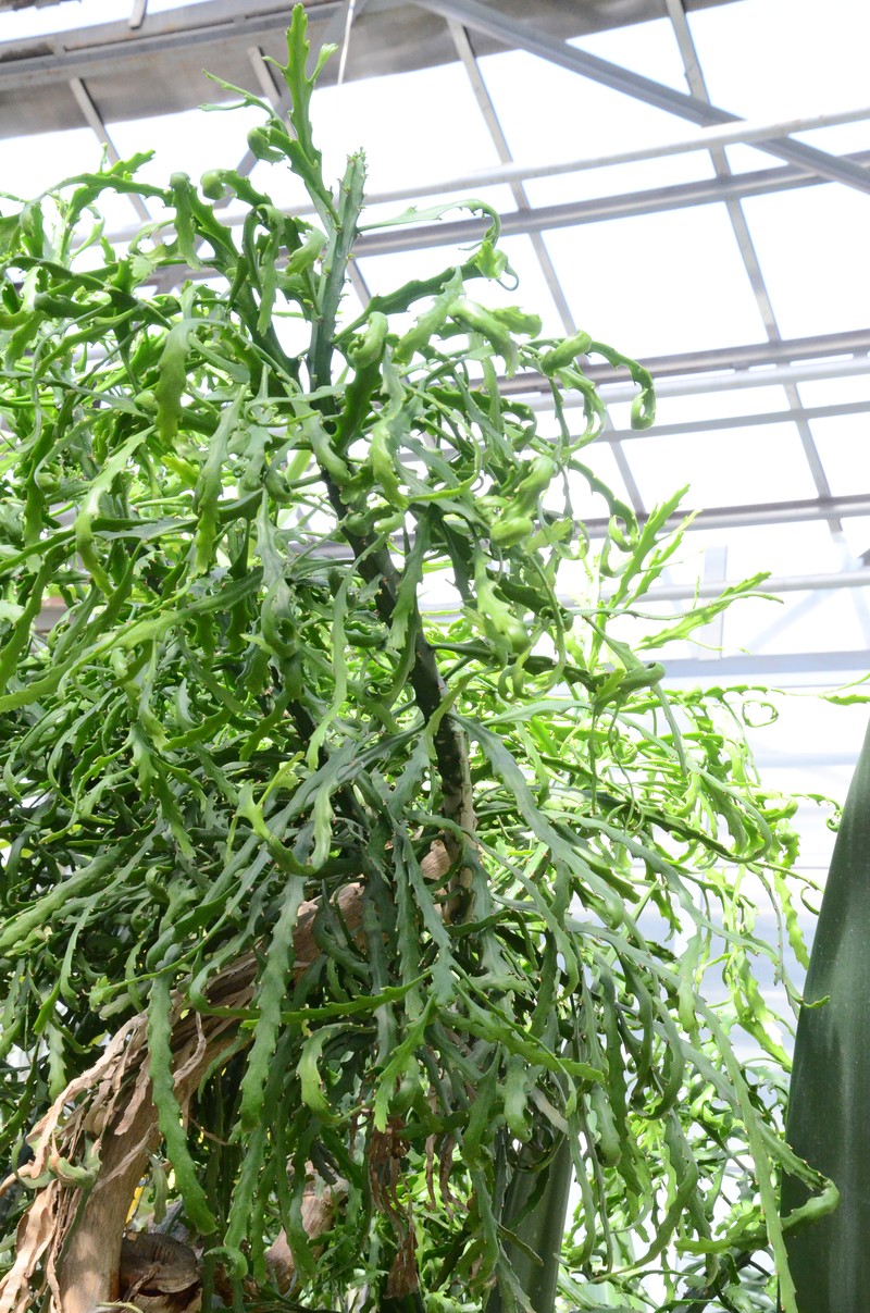 Euphorbia ramipressa photo 3
