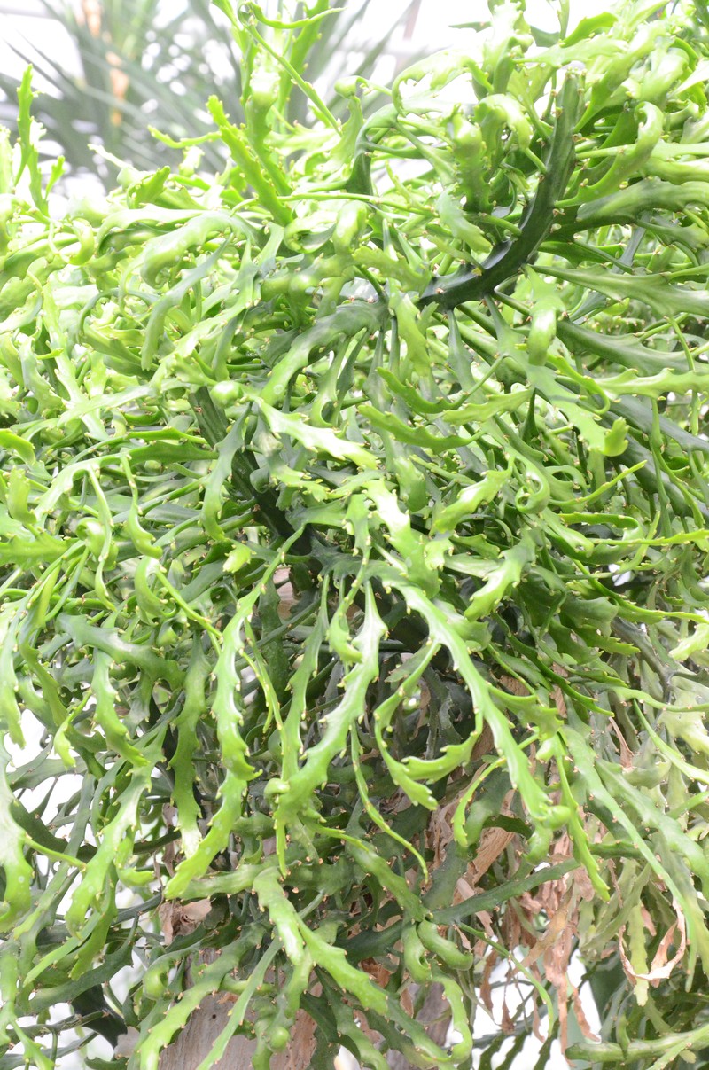 Euphorbia ramipressa photo 4
