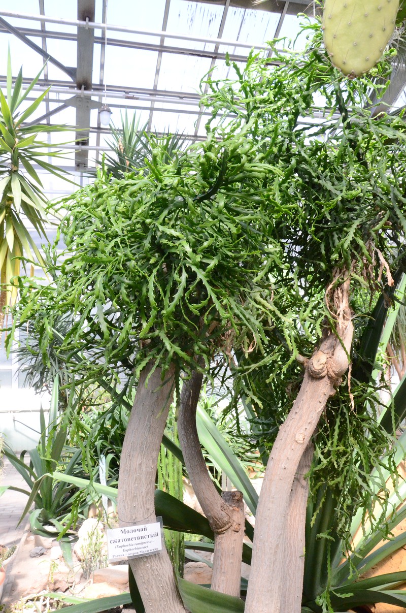 Euphorbia ramipressa photo 5