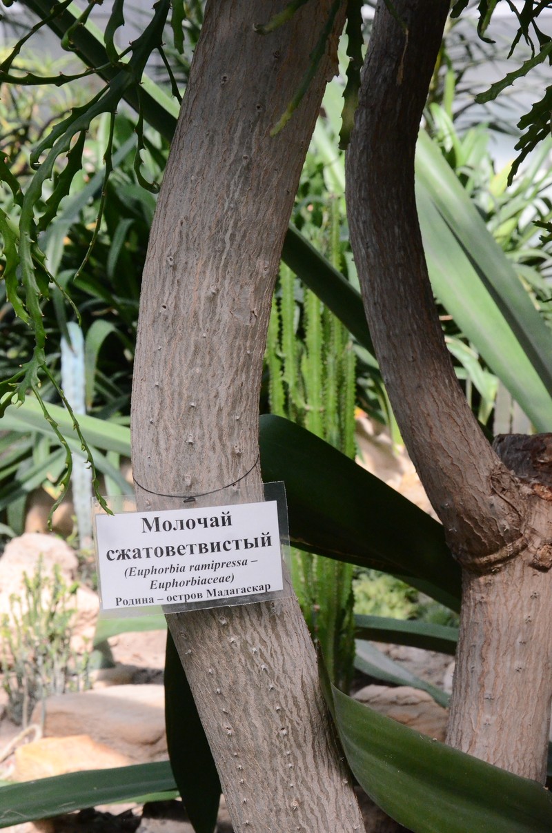 Euphorbia ramipressa photo 6