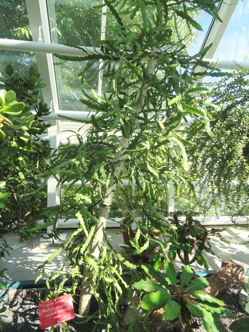 Euphorbia ramipressa photo 7