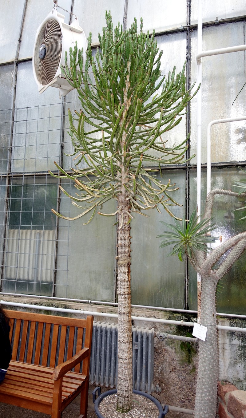 Euphorbia ramipressa photo 8