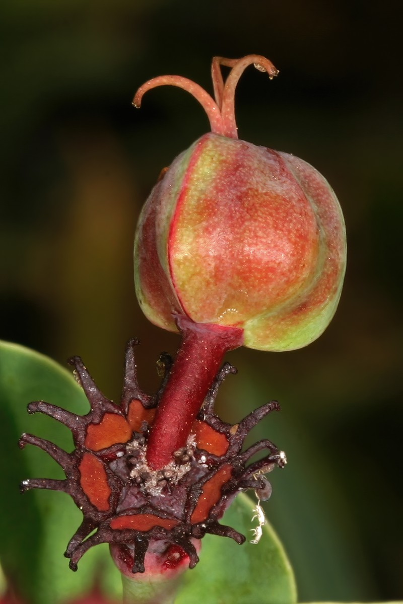 Euphorbia ramosa
