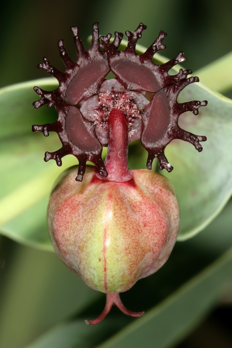 Euphorbia ramosa photo 6
