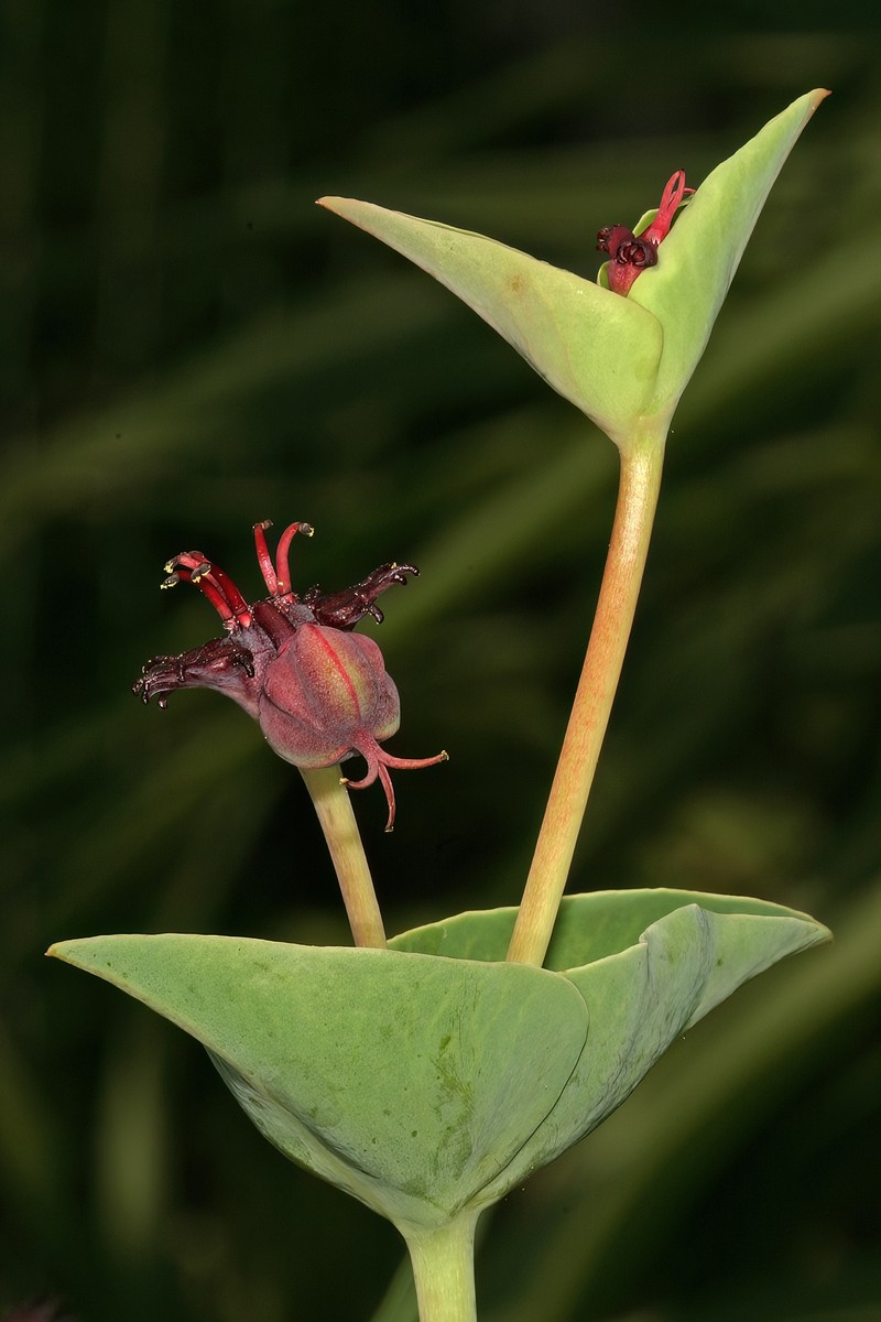 Euphorbia ramosa photo 7
