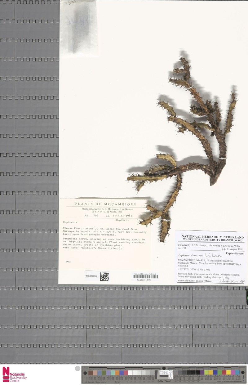 Euphorbia ramulosa photo 2