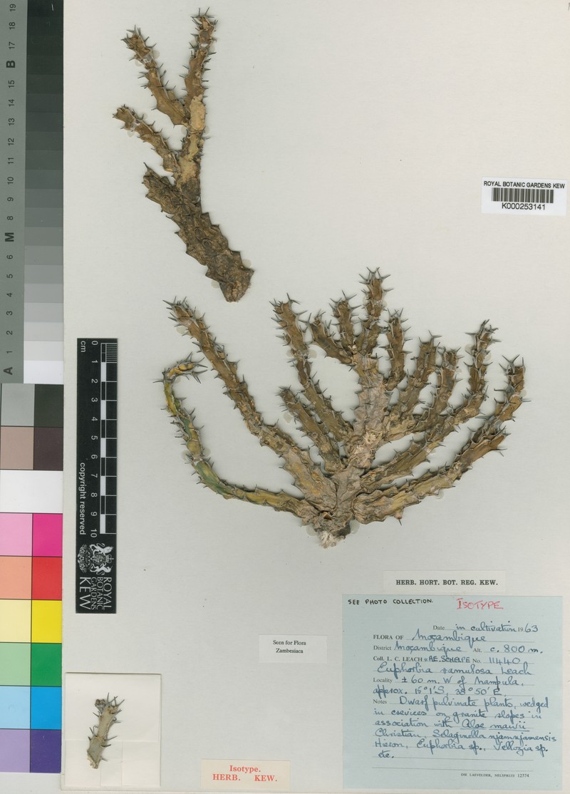Euphorbia ramulosa photo 4