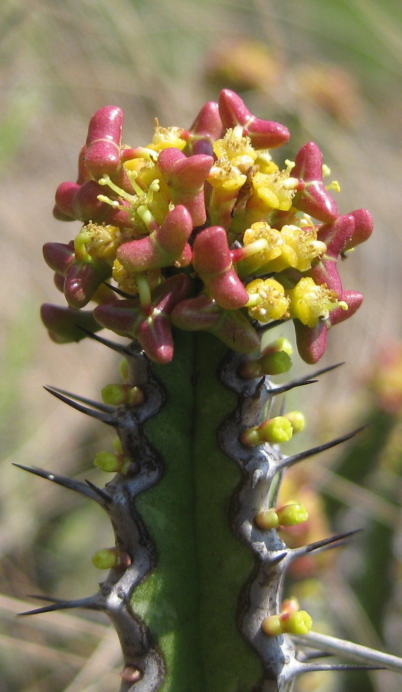 Euphorbia ramulosa