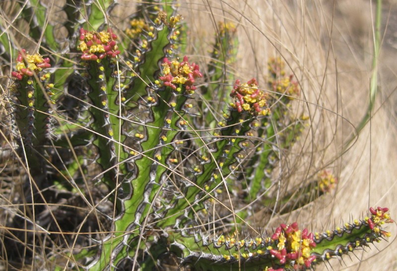Euphorbia ramulosa photo 5