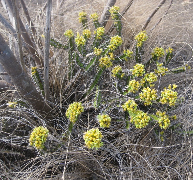 Euphorbia ramulosa photo 6