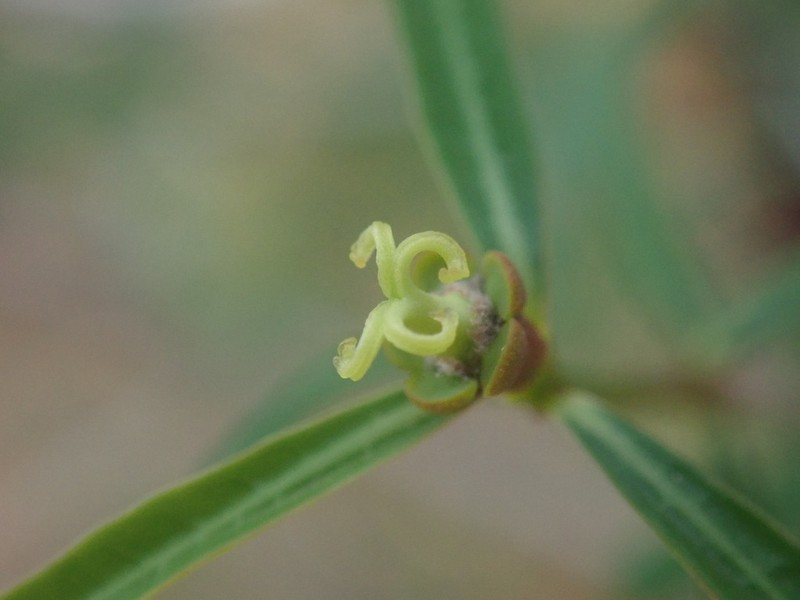 Euphorbia randrianjohanyi photo 2