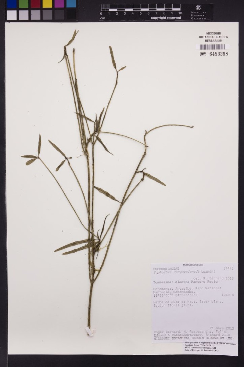 Euphorbia rangovalensis