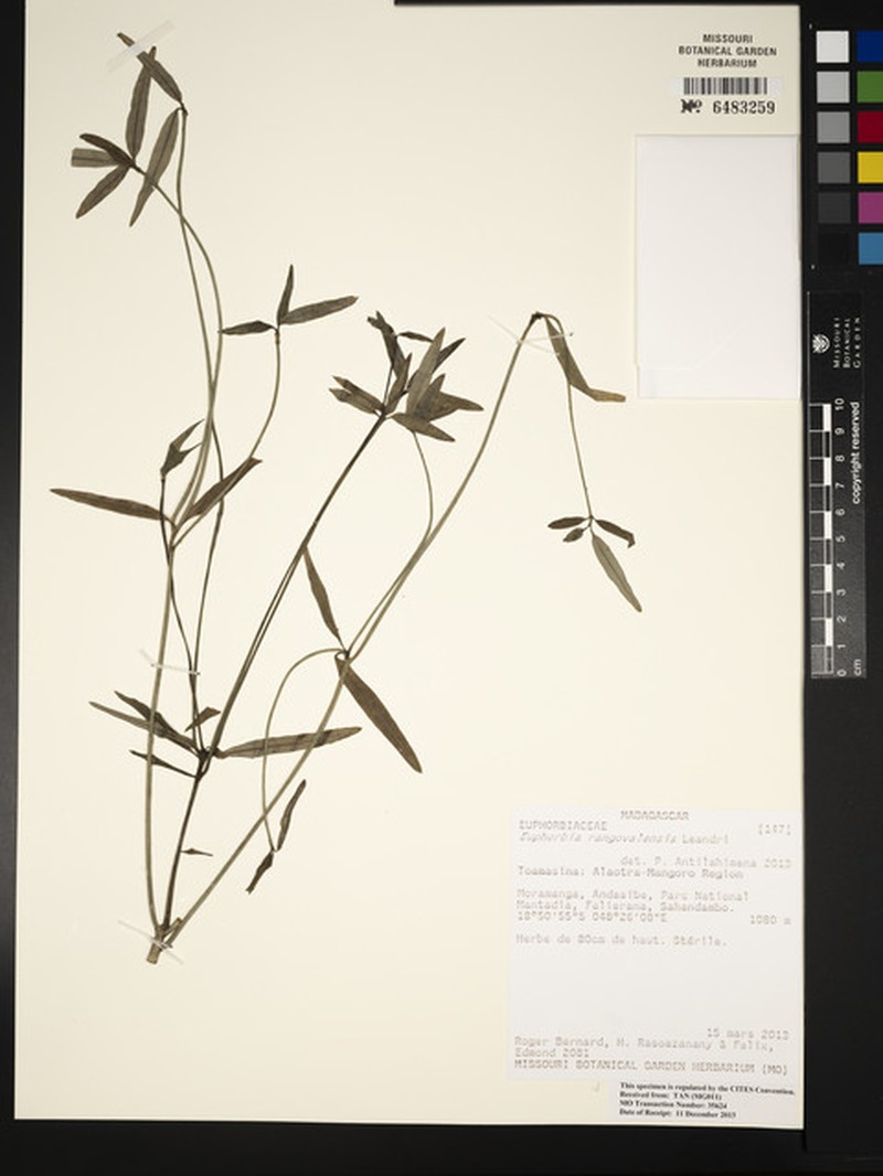 Euphorbia rangovalensis photo 2