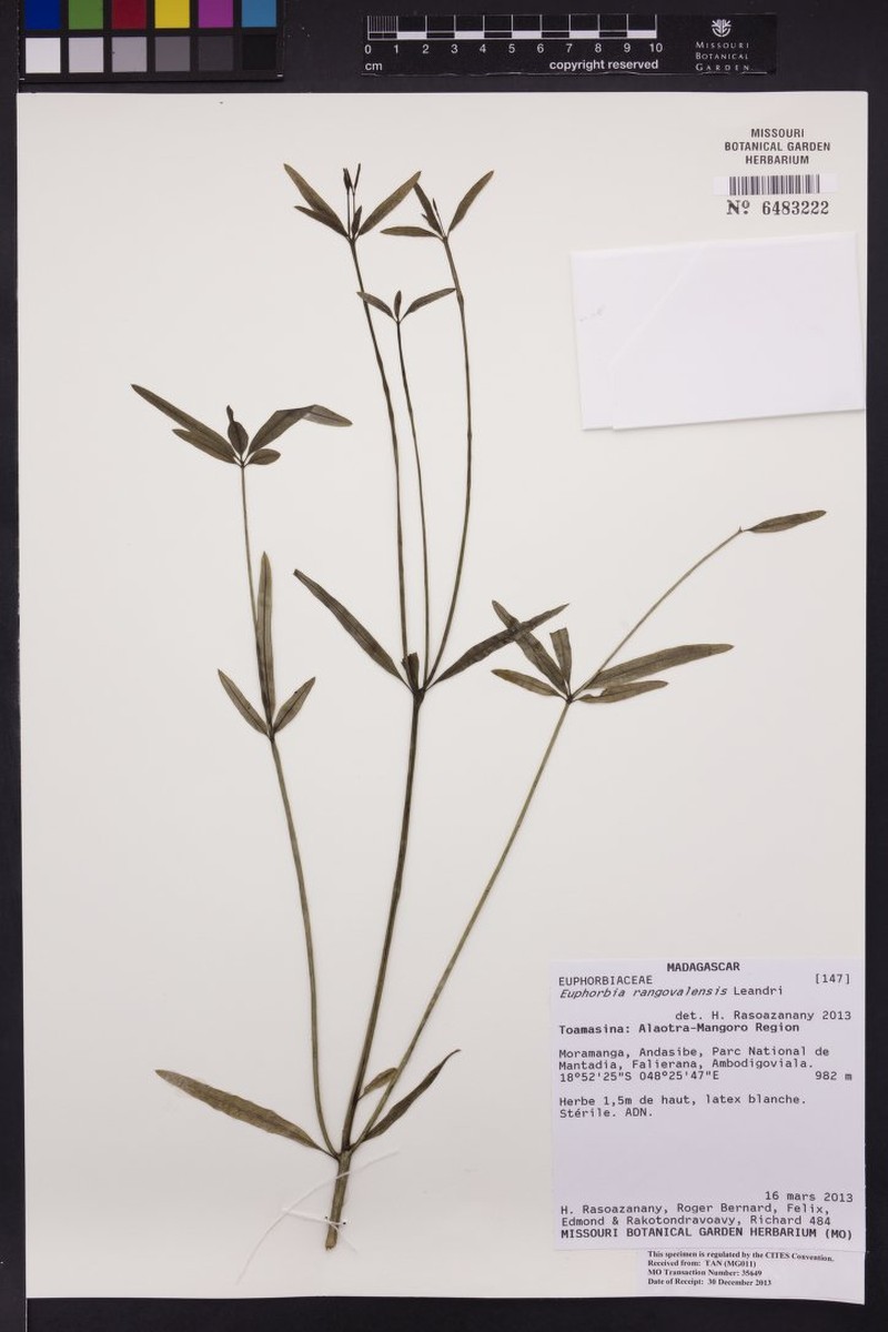 Euphorbia rangovalensis photo 3