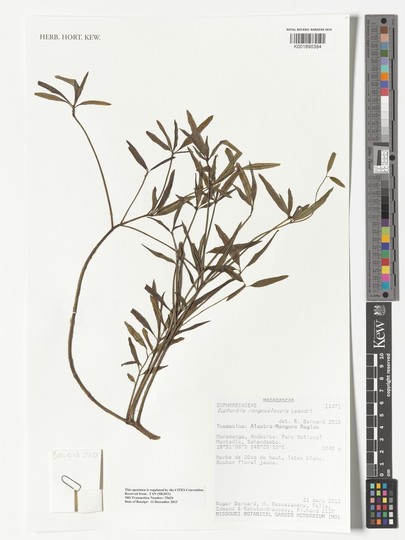 Euphorbia rangovalensis photo 4
