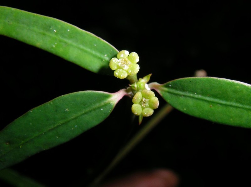 Euphorbia rangovalensis photo 5