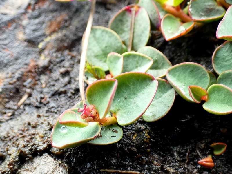 Euphorbia raphanorrhiza