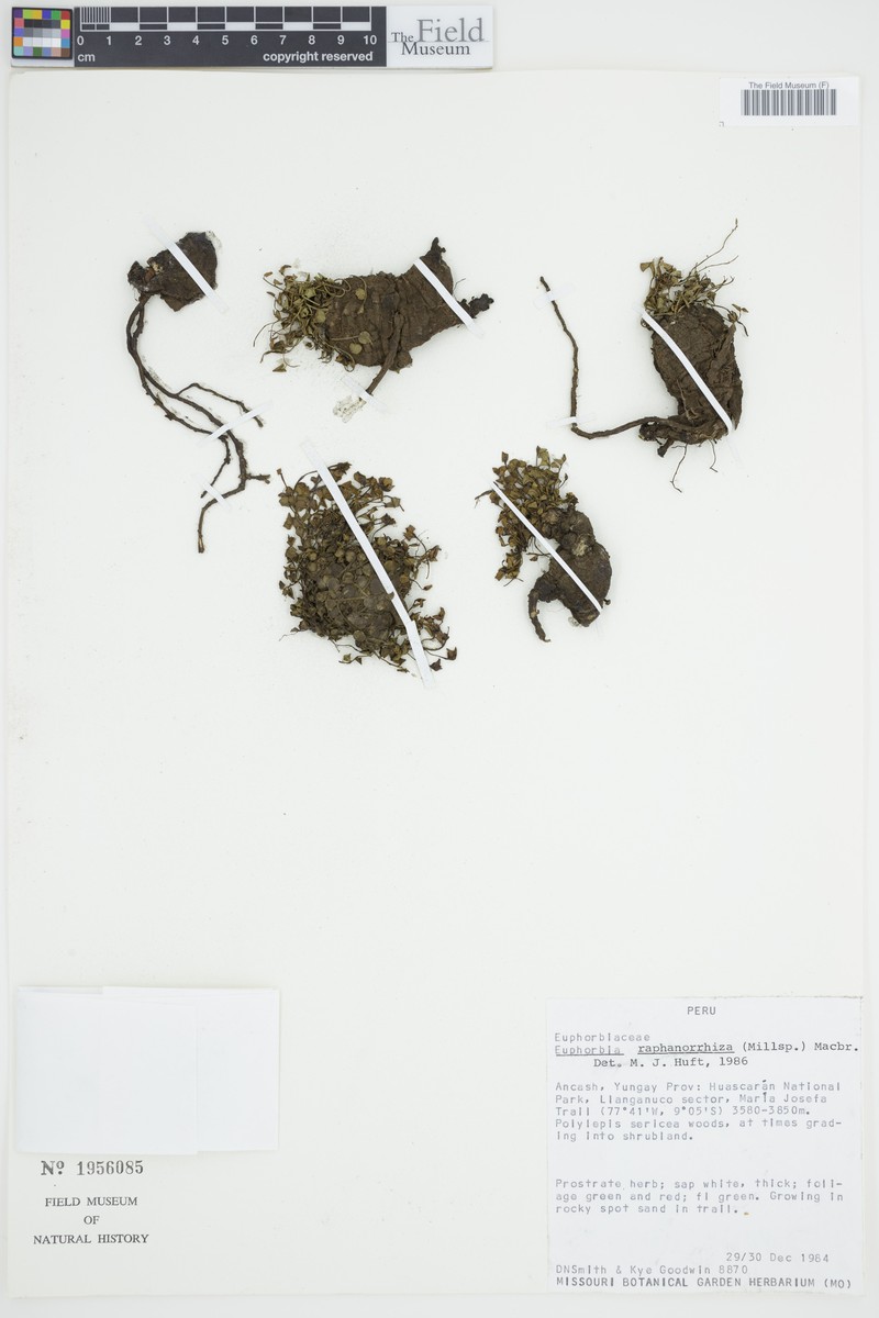 Euphorbia raphanorrhiza photo 2